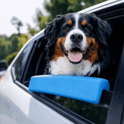 Window Pup Chin Rest