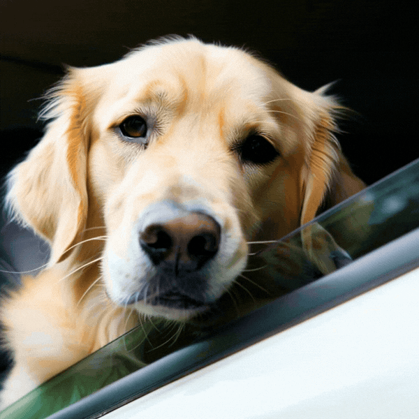 Window Pup Chin Rest